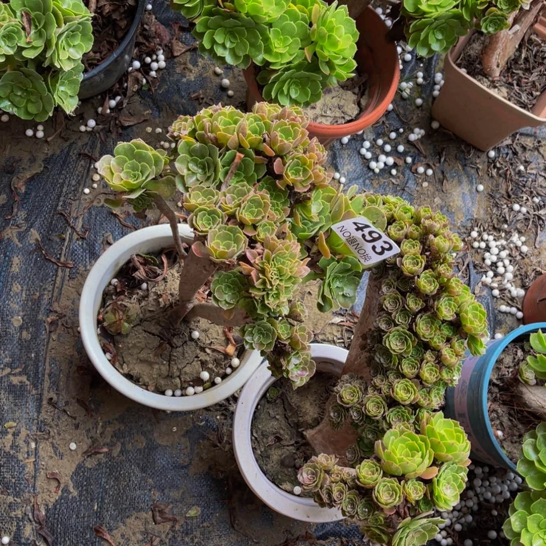 两颗朵朵缀化1-1¥