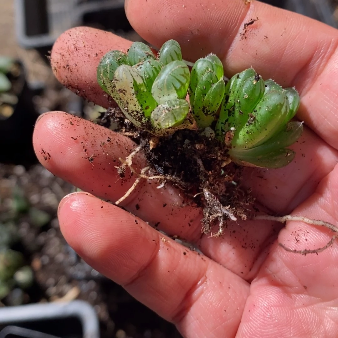 珍***人1712 三颗一起 福利。