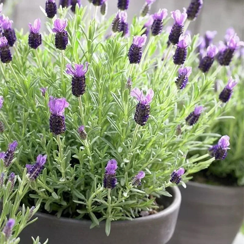 紫霞仙子薰衣草组合盆栽观赏适合庭院阳台种植