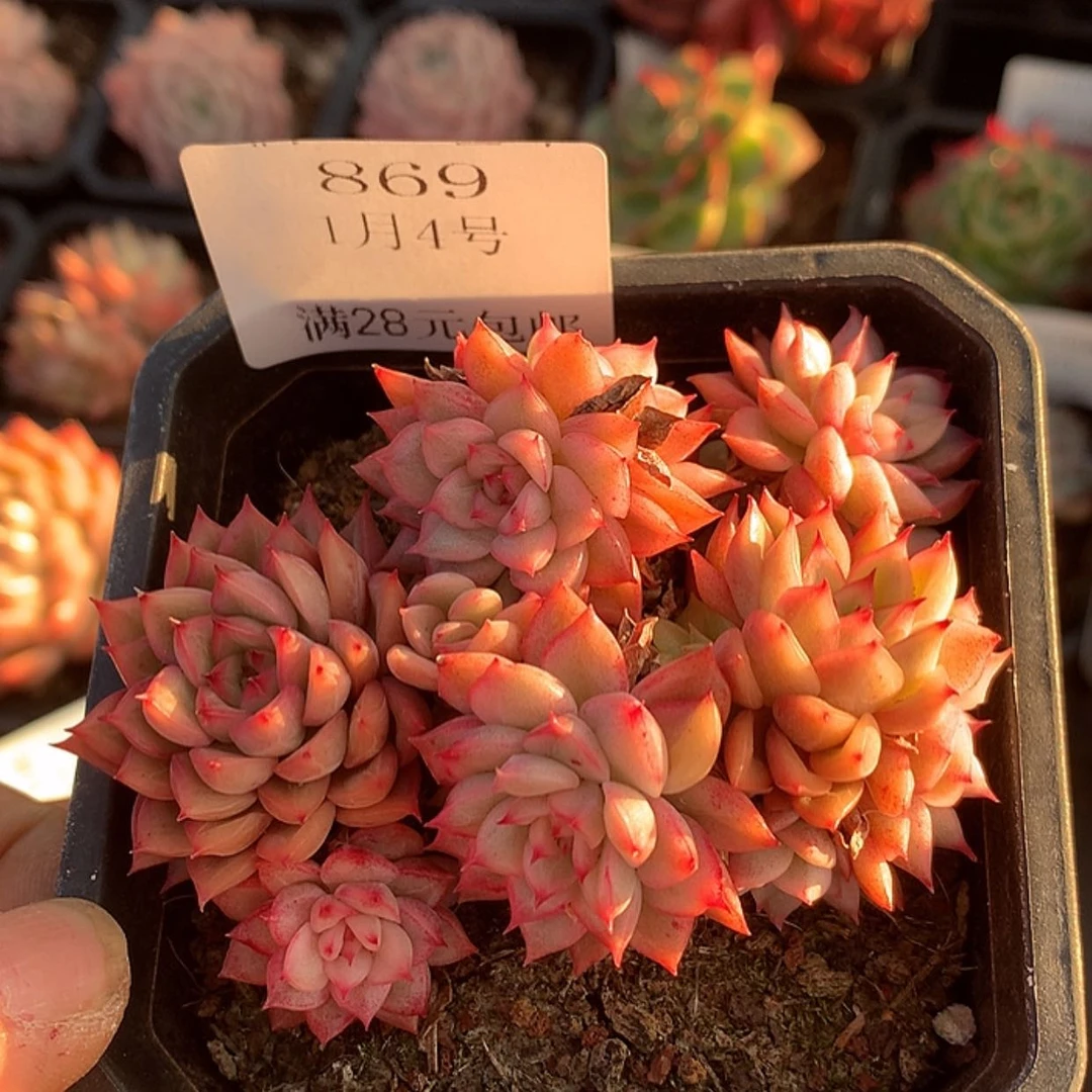 【闪购商品】云869号七厘米