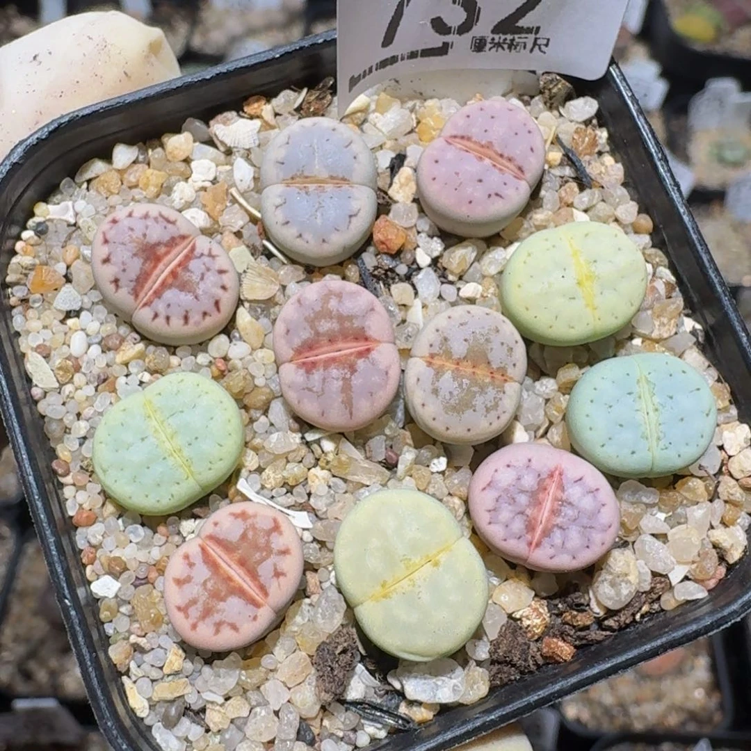 zzzz精品生石花732