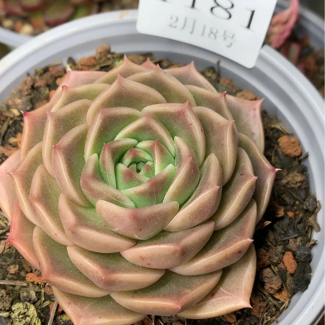 【闪购商品】云1181