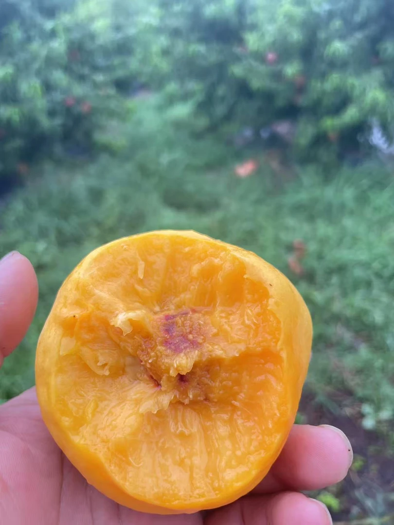 陕西礼泉榆村御桃中油8黄油桃果农现摘现发顺丰包邮坏果烂果包赔