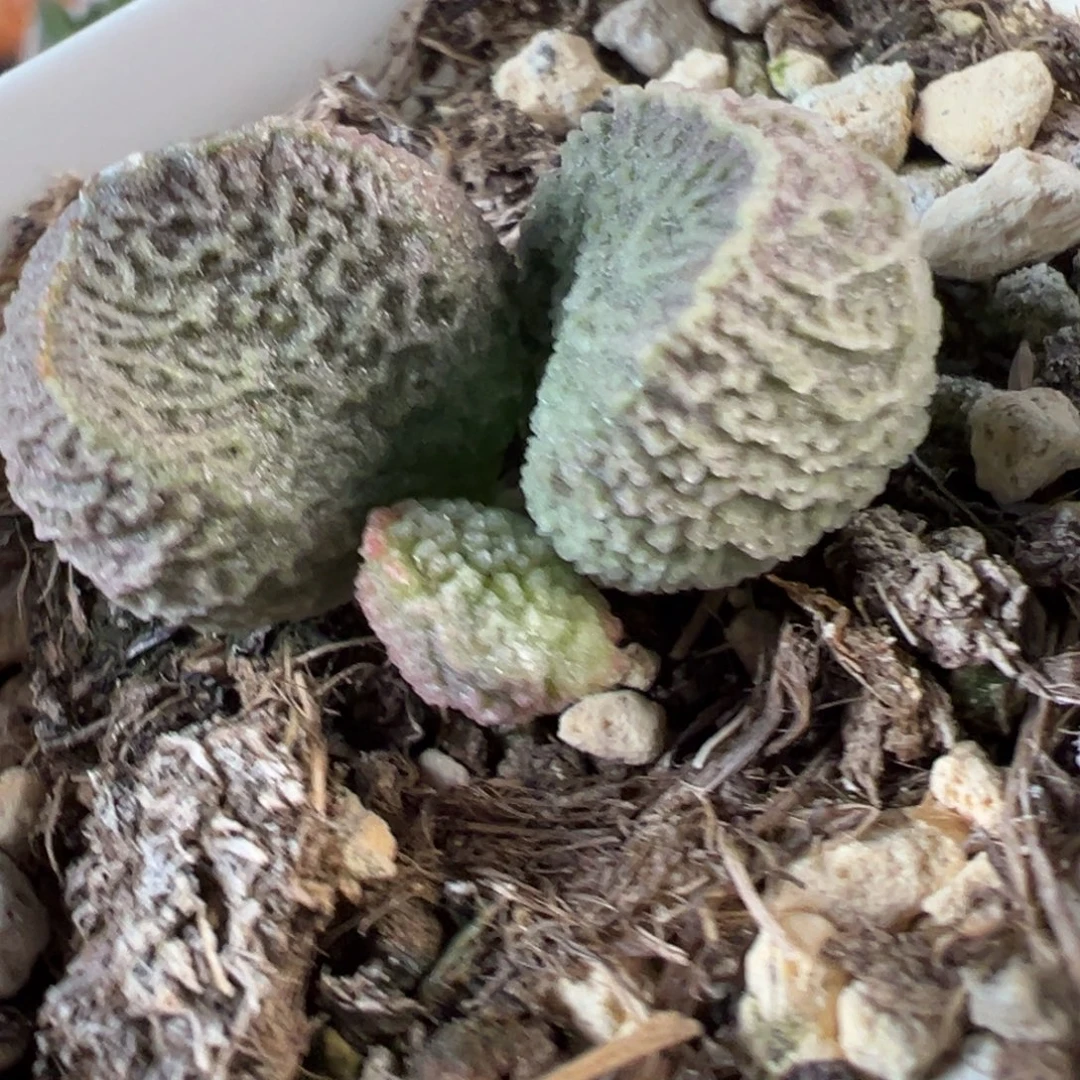 实生新品多肉植物水泡