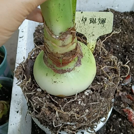 无花朵伊琳娜8+裸球发货