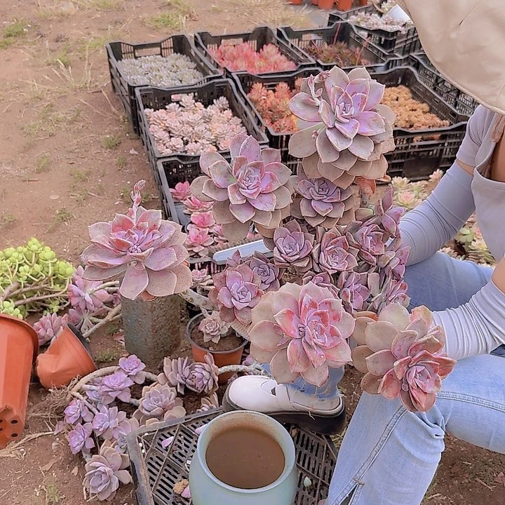 ?**?紫乐38qqqqqqqq