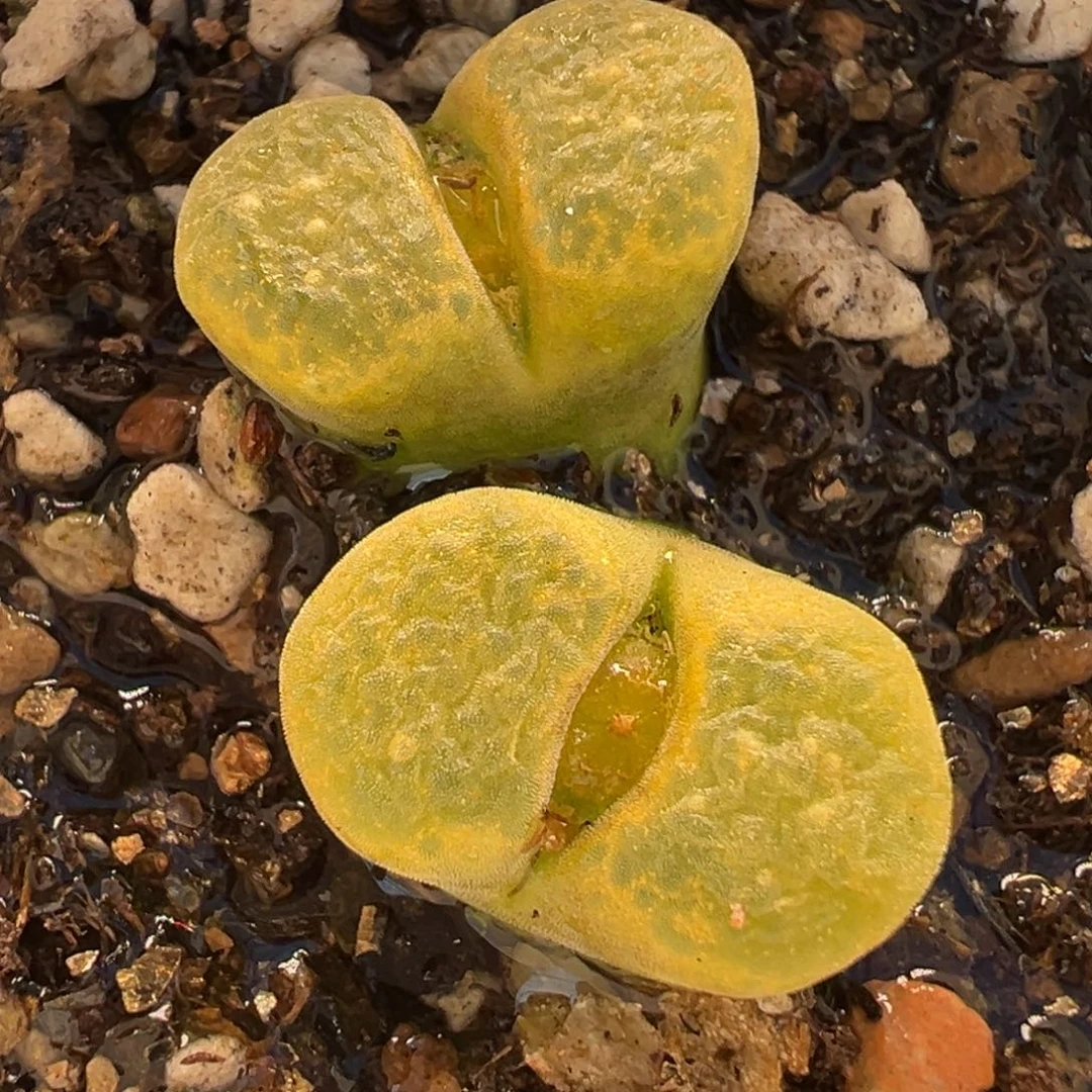 061多肉植物种类多样