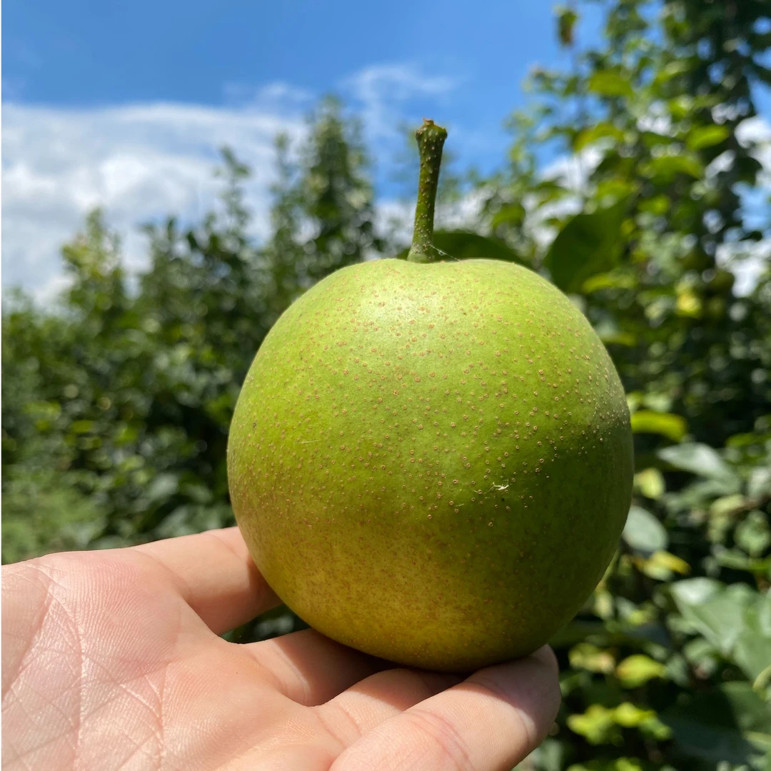 6斤滨海大套翠冠梨一盒9枚