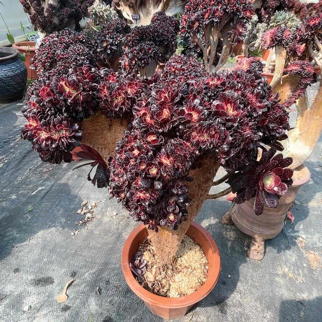 【闪购商品】欧紫朵缀