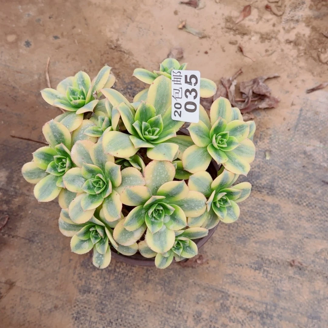 星爆035满20包邮断枝不包