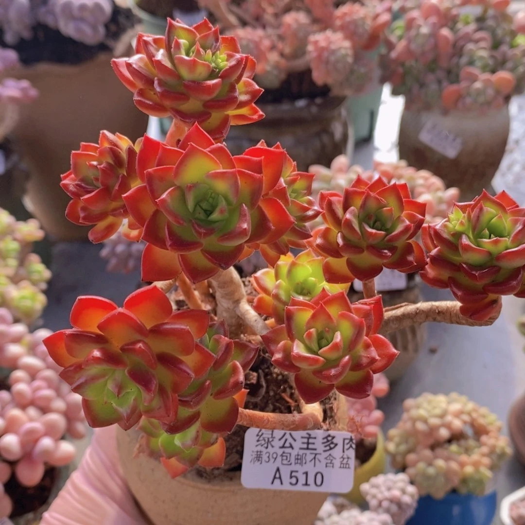 蒂亚老桩11cm510多肉