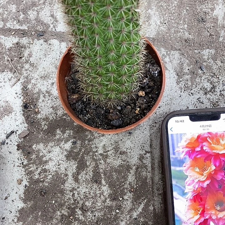 时光，高15公分左右