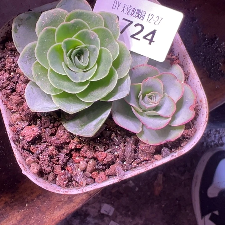 一****三碗724   观察不知名一盆