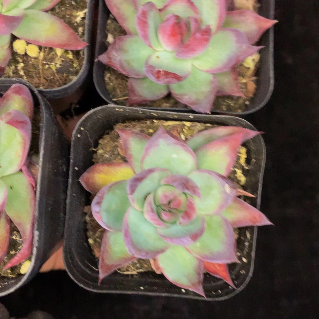 惊鸿仙子 外放 （不满9.99发叶子）