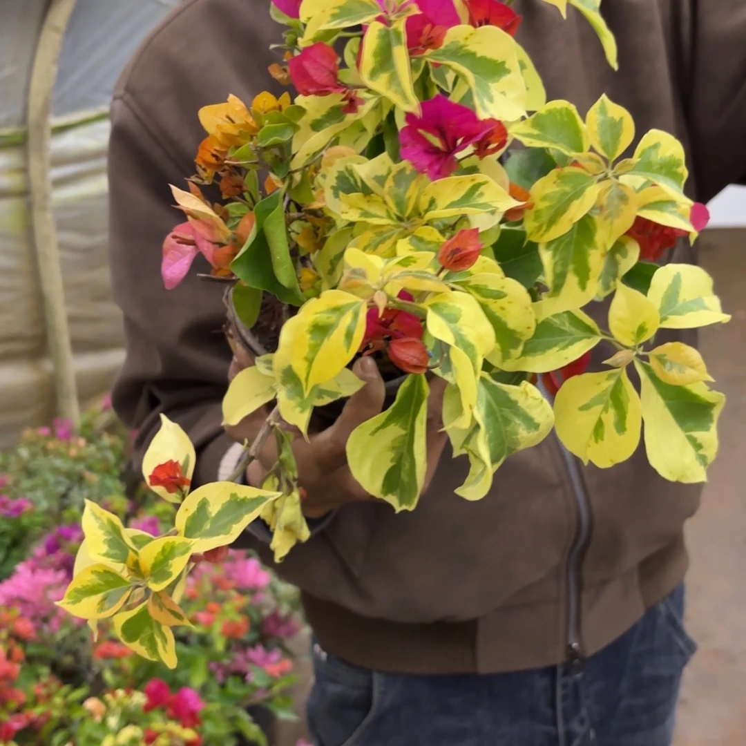 完全开放（拉菲泰）三角梅会掉花掉叶有大有小