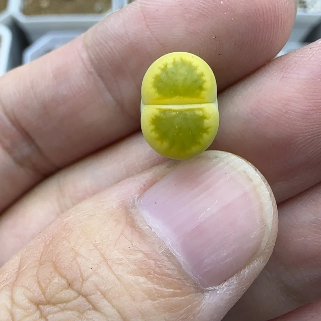 644开播福利一颗金圈绿菊
