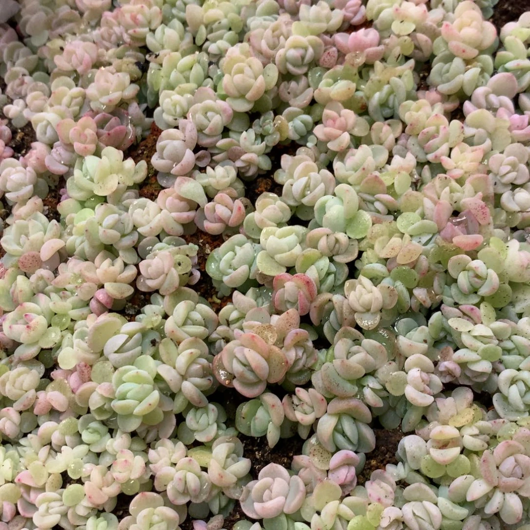 糖心珍妮混合播种切糕24年所有品种，一份包邮50颗左右