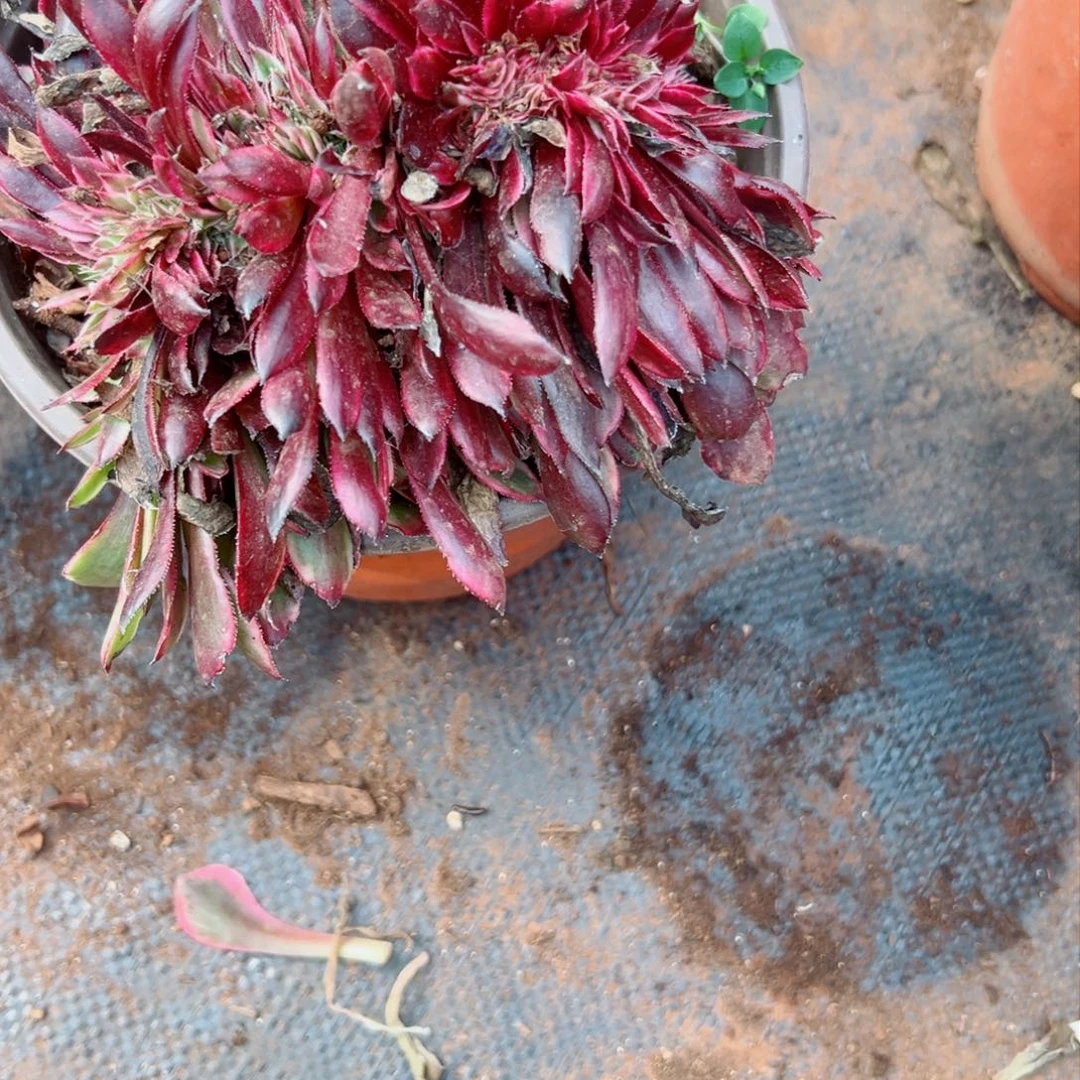 我1214 号多肉法师新年特价