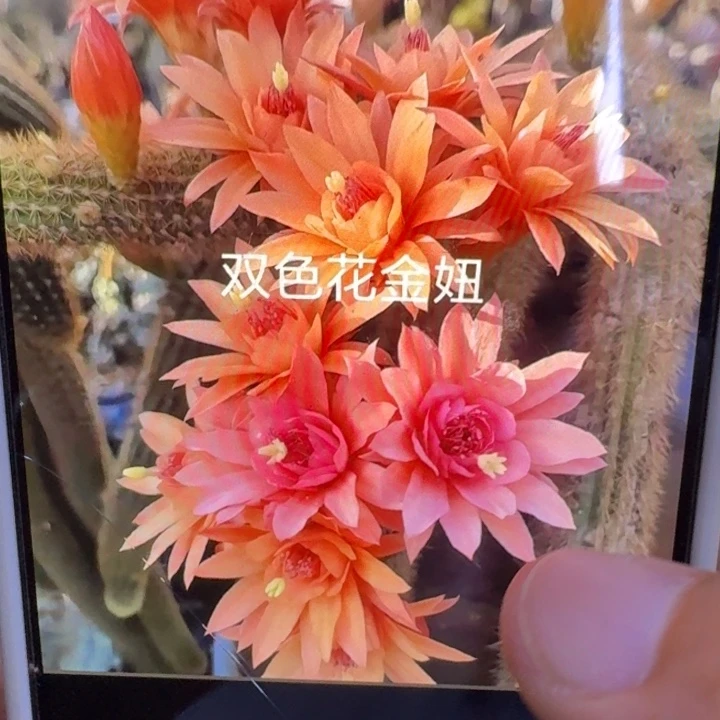 19金妞双色歪6公分左右无根侧牙，20包邮