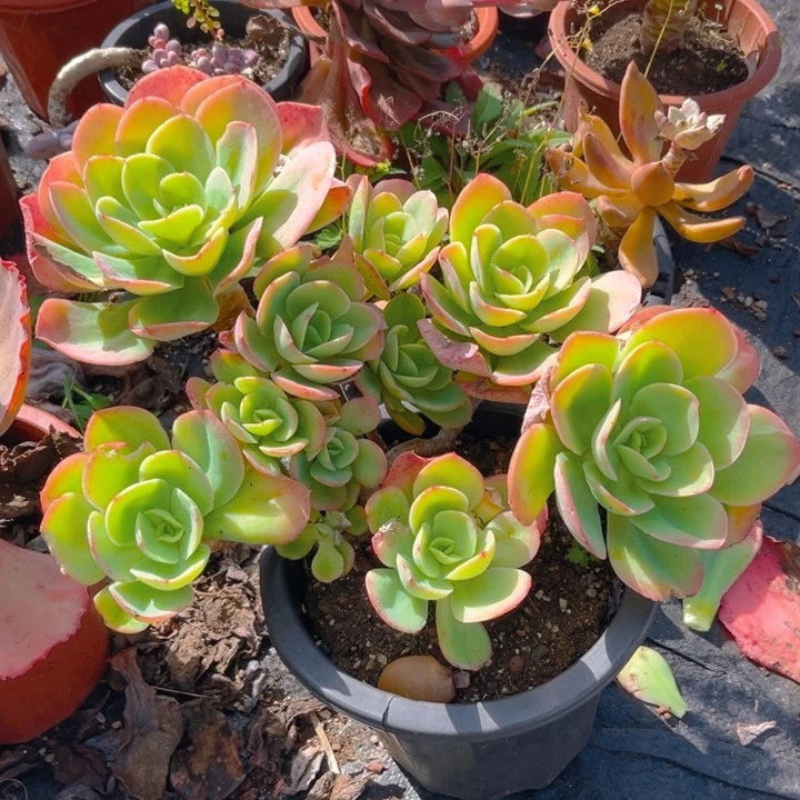骑兵碧桃多肉植物223