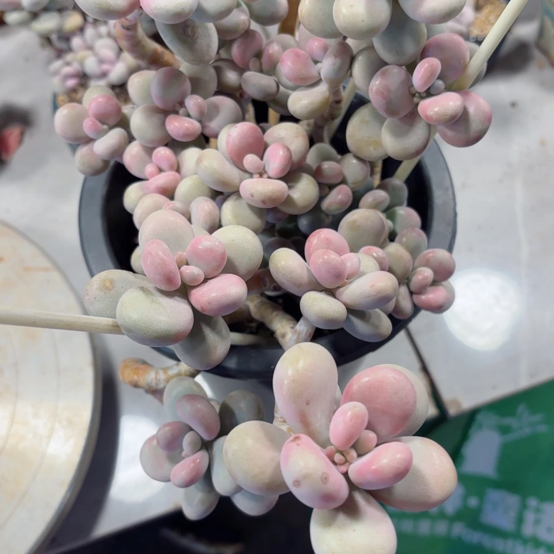 被****人桃蛋77。