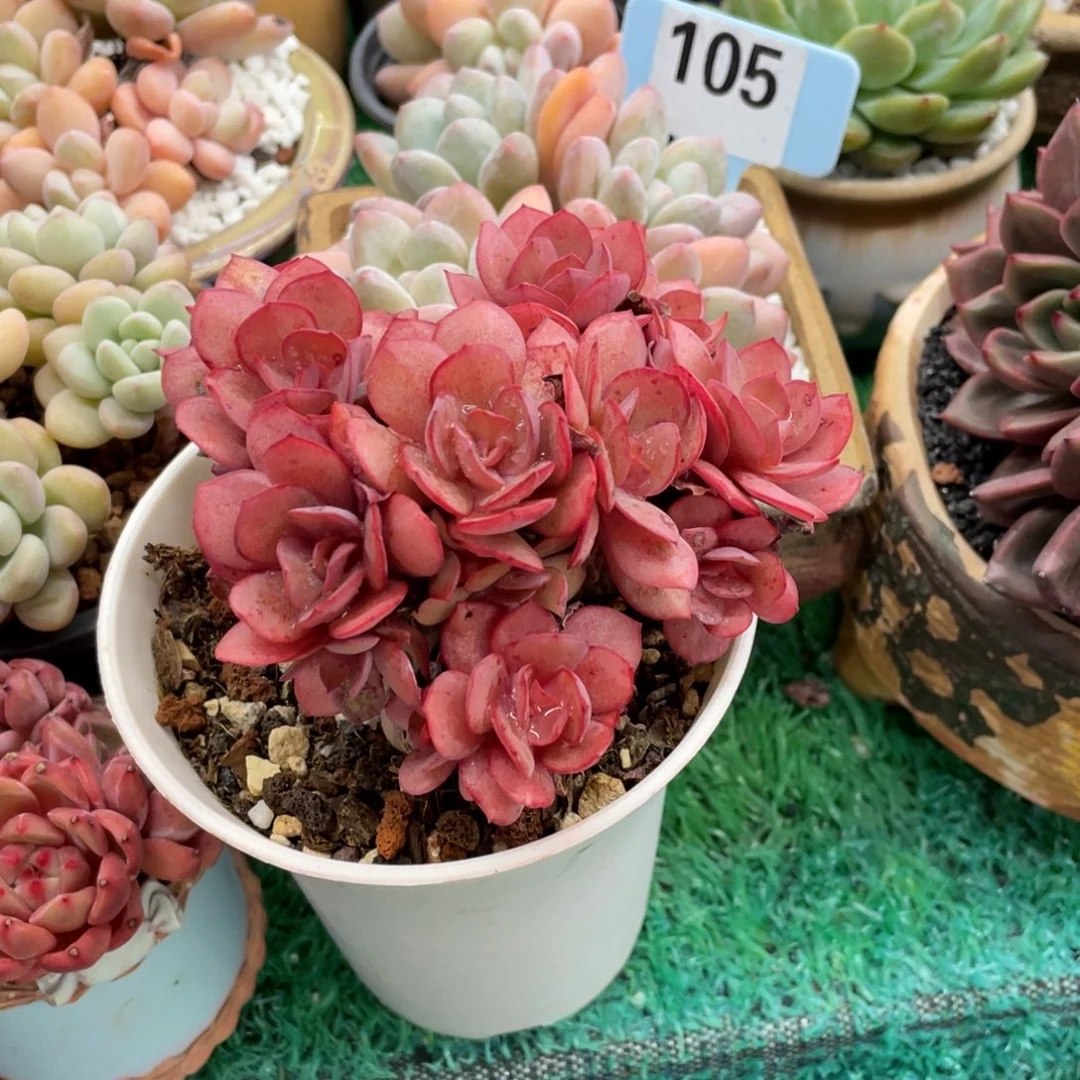 多肉植物盆栽多肉植物