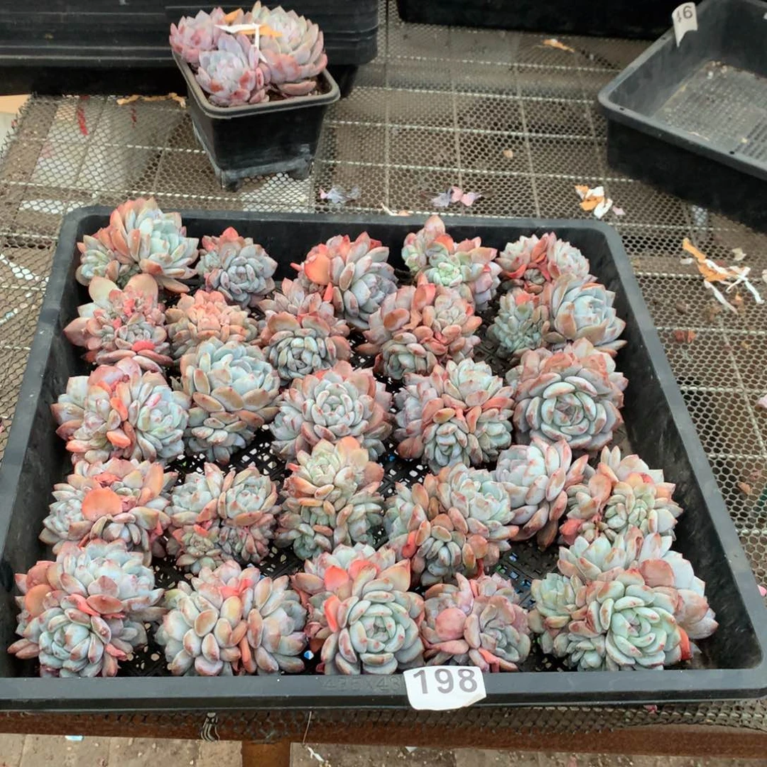 198橙子多肉植物