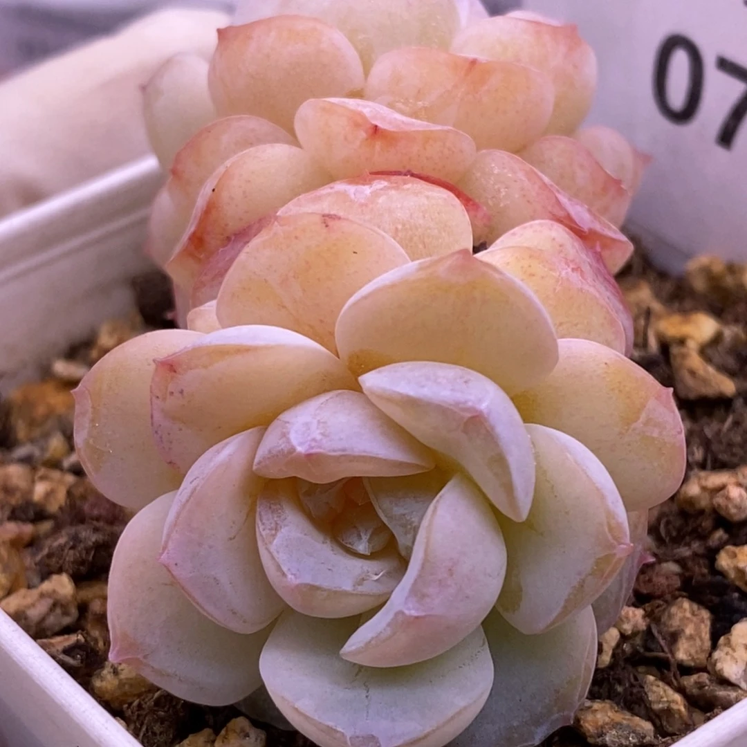 【闪购商品】07-07白糯米