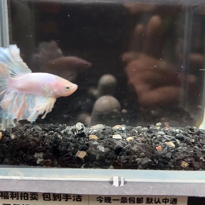 斗鱼跑单拉黑3日48