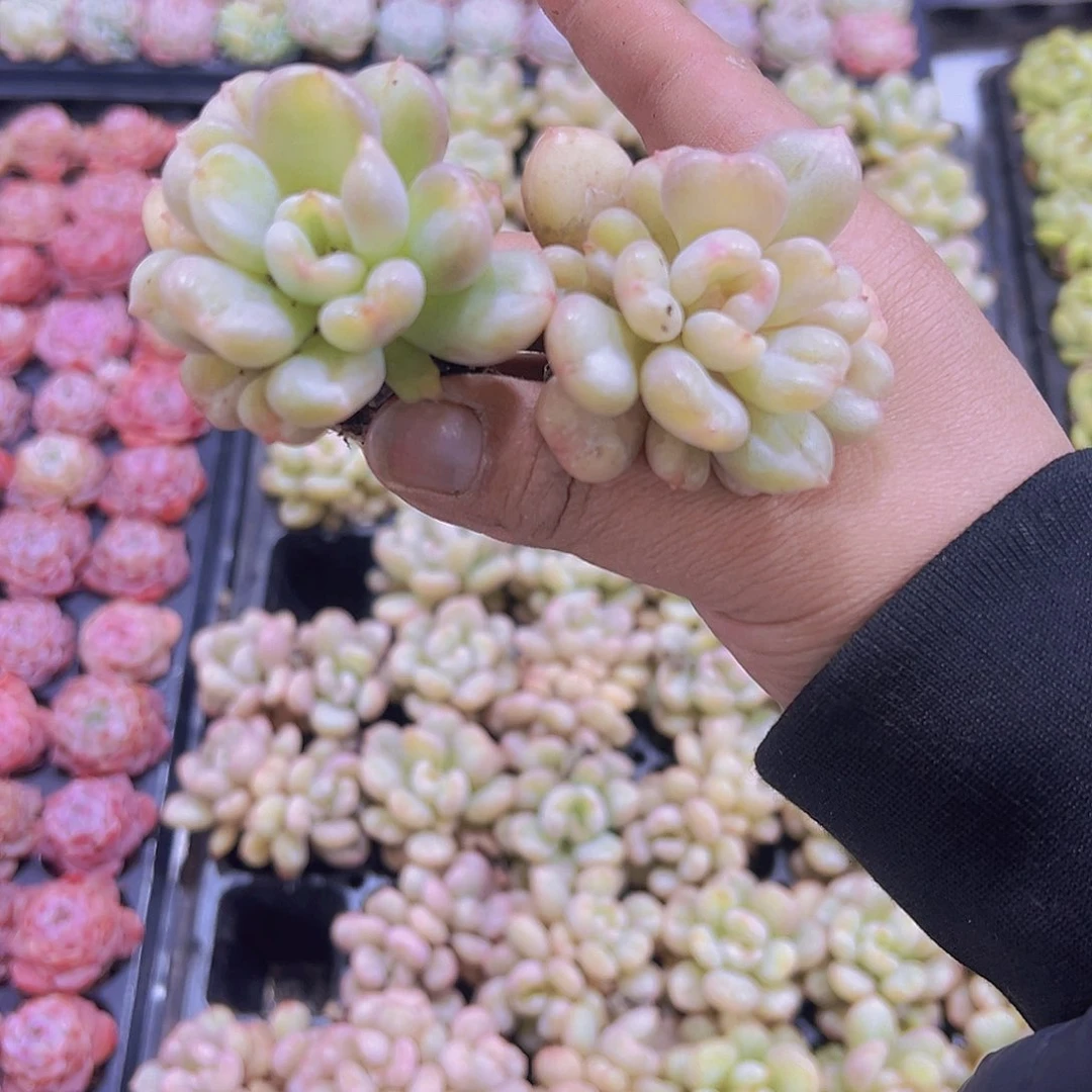 比尔盖茨2个19包邮