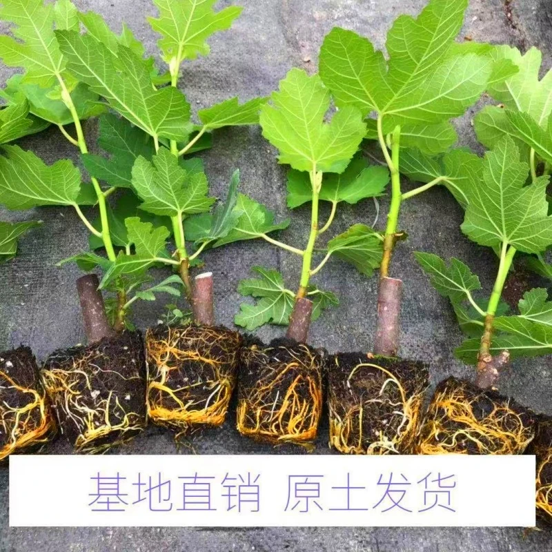 无花果树果苗特大果波姬红青皮无花果树盆栽南方四季种植当年结果