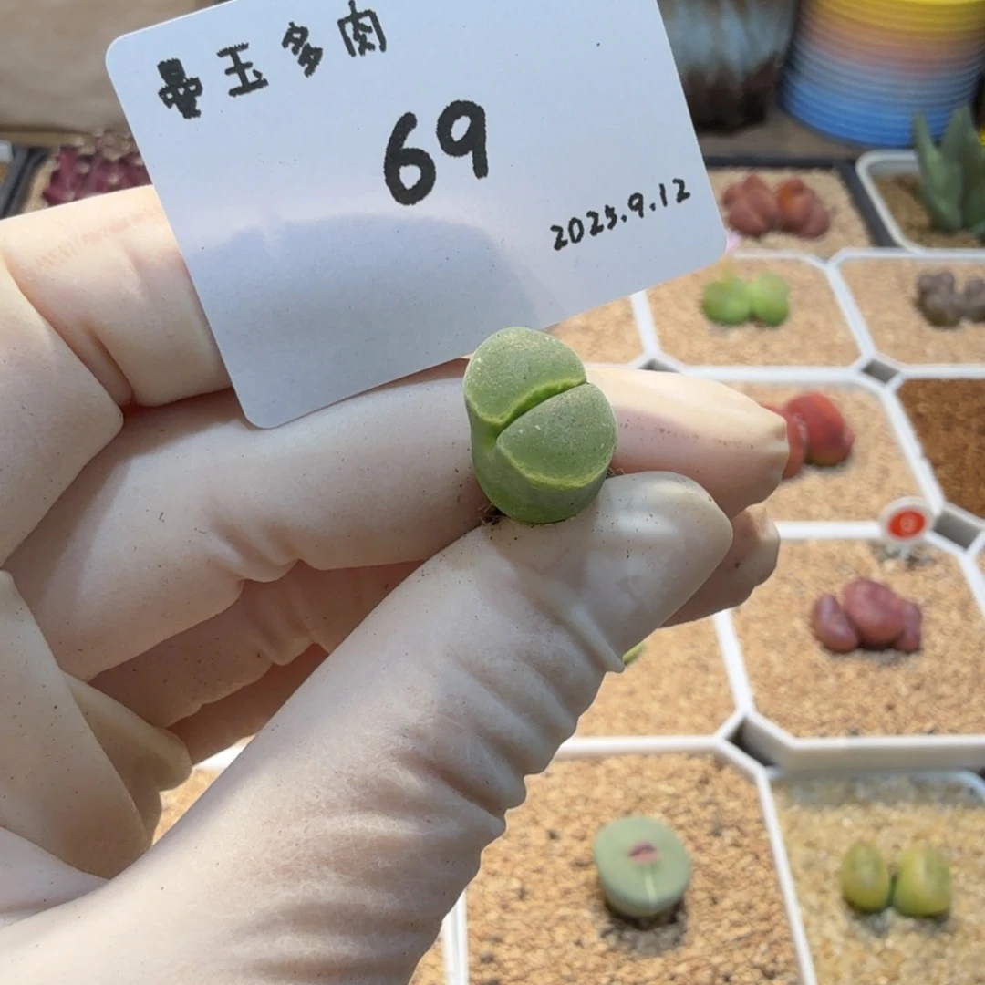 每***家多肉多肉多肉9.12-069 Y400