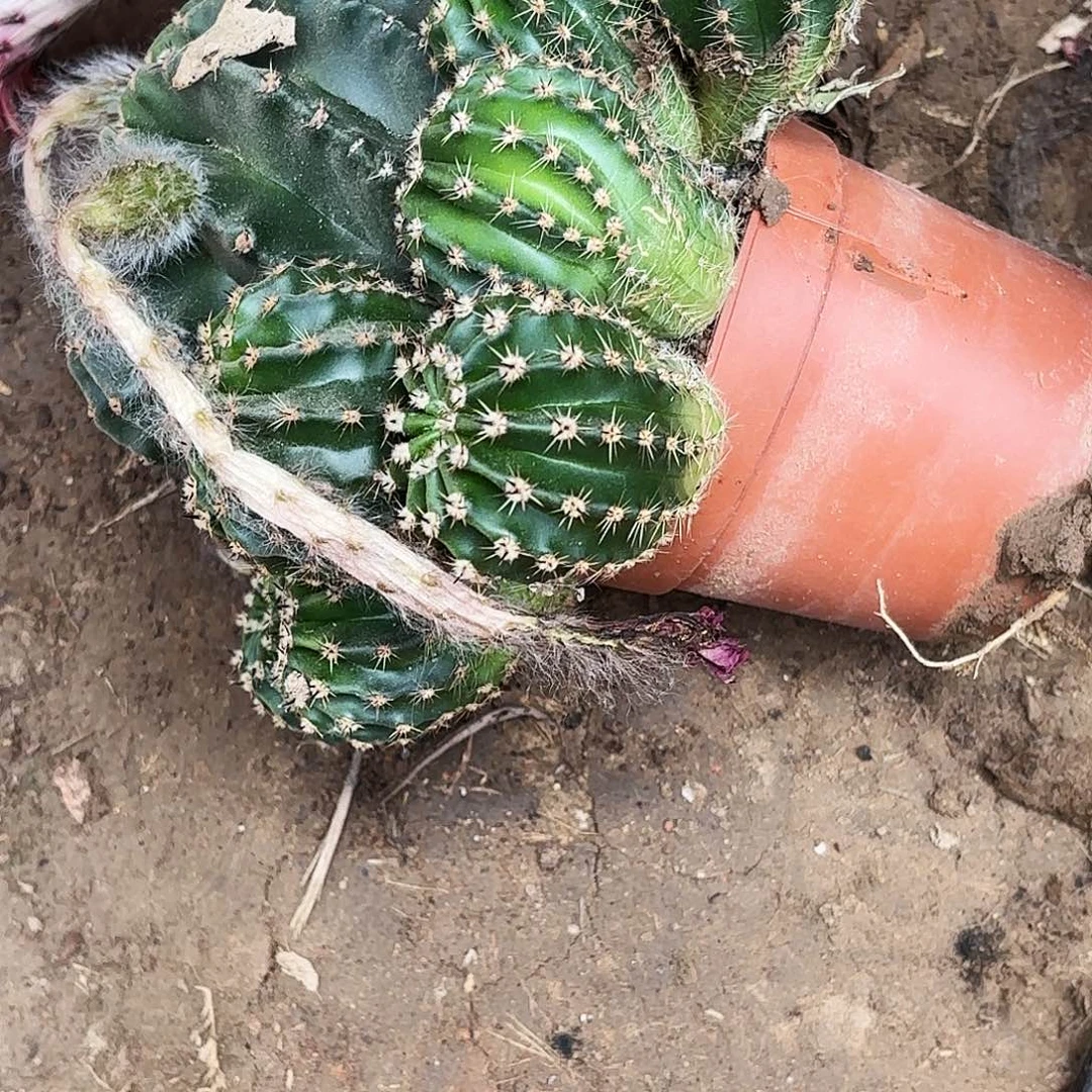 866 实生脱土脱花瑕疵