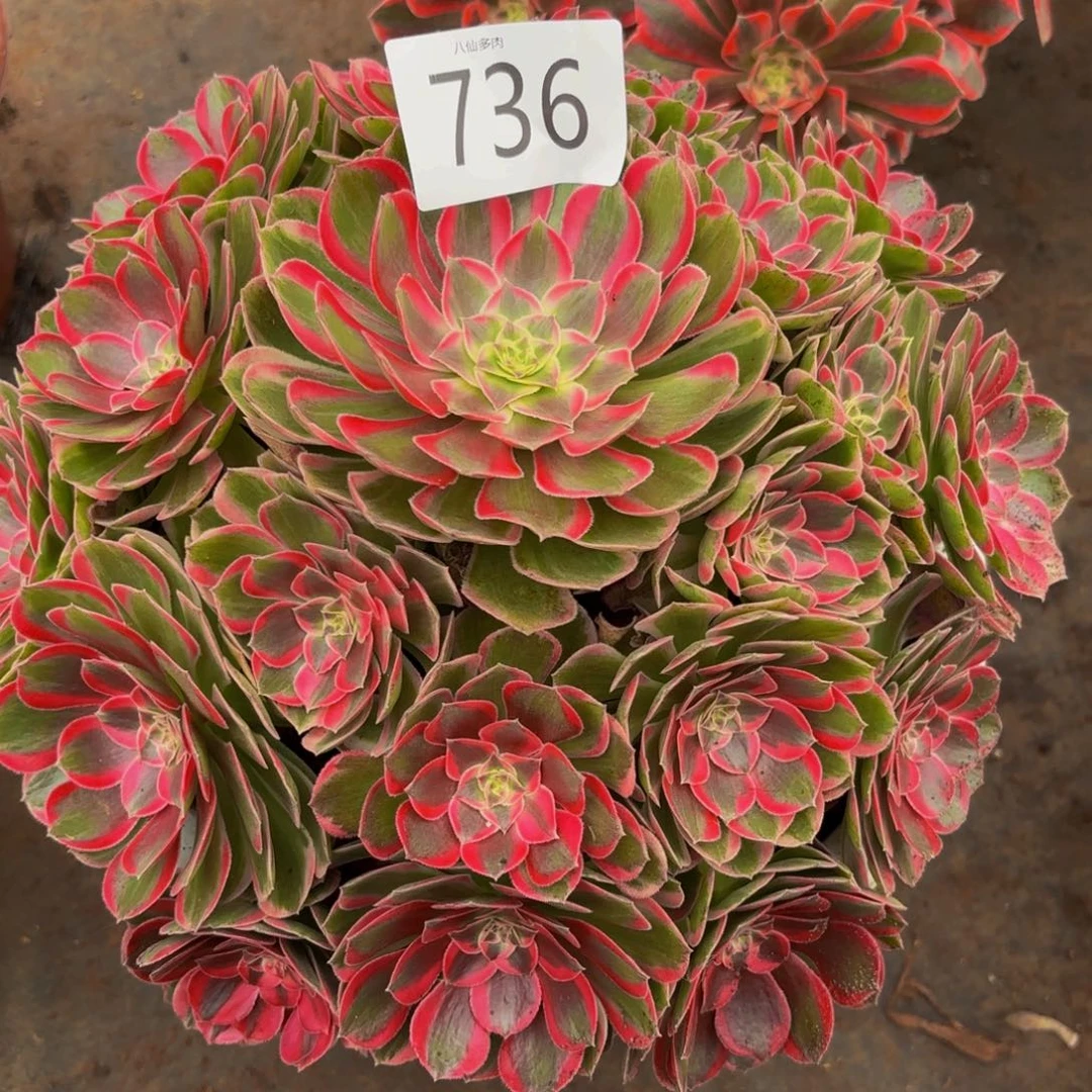 梦*736多肉植物孔雀翎