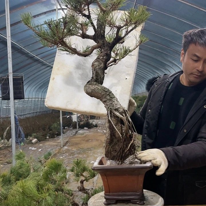 黑松等植物的生长发育过程