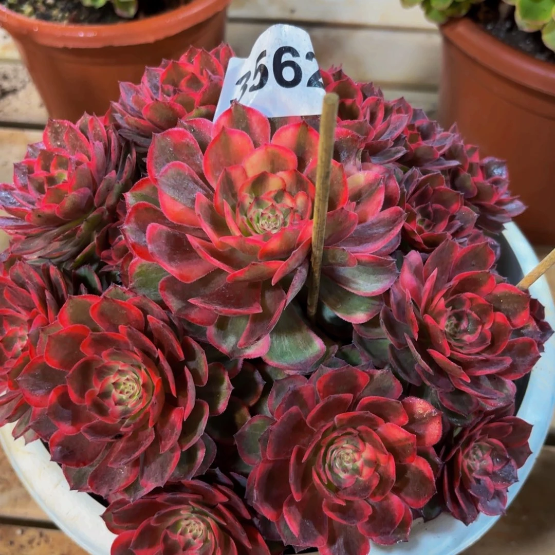 紫***03562多肉植物红花郎