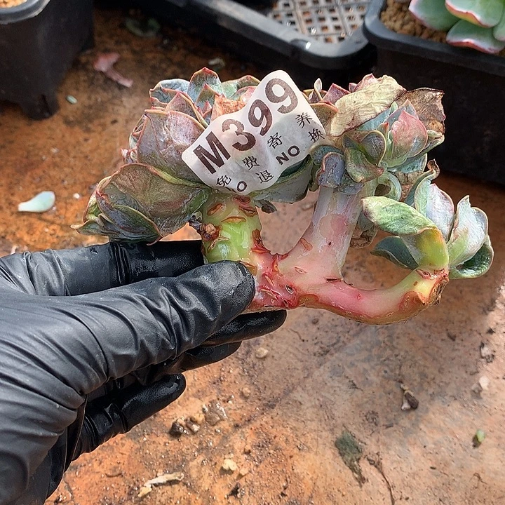 白凤缀化 多肉植物 9.23号左右发货