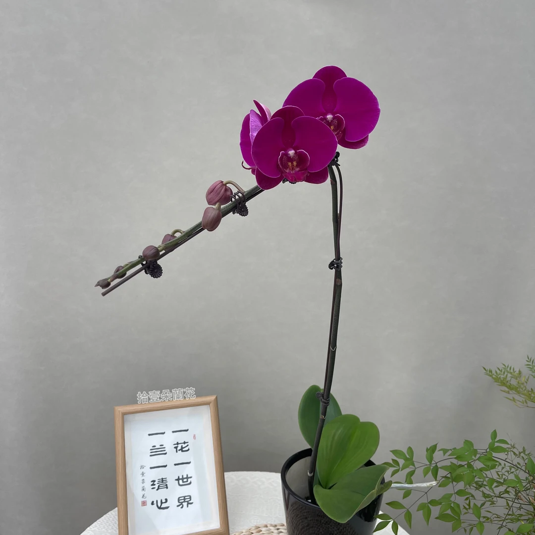 蝴蝶兰（大辣椒）3.5寸开花株