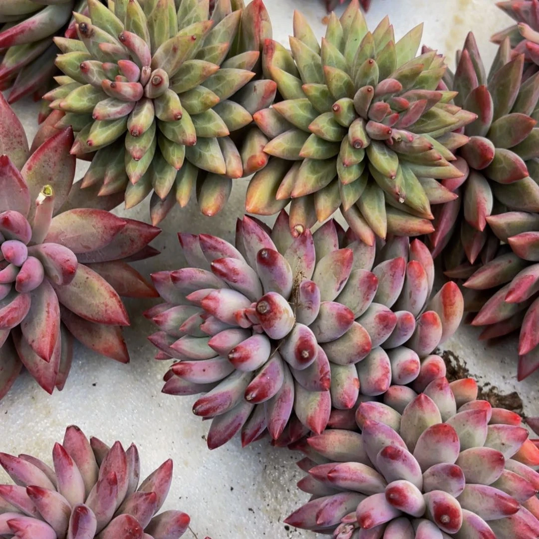 尕**智虞美人发货11111111