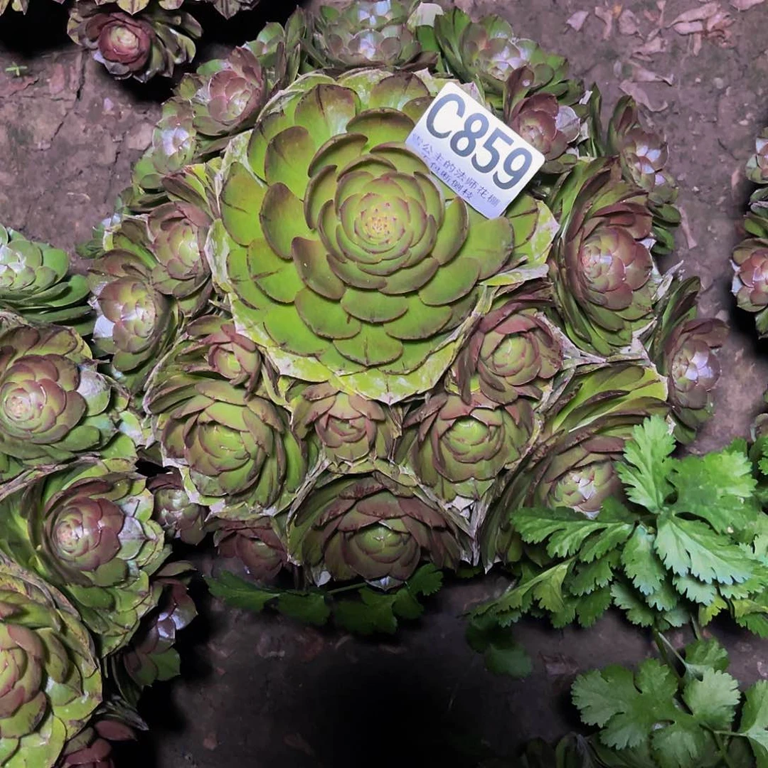 法师法师14/-11包邮法师