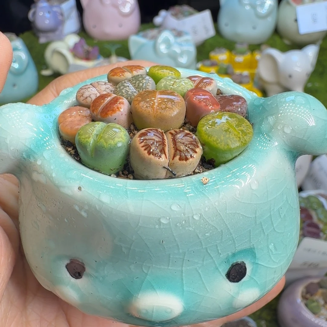 多肉植物福利冲冲550