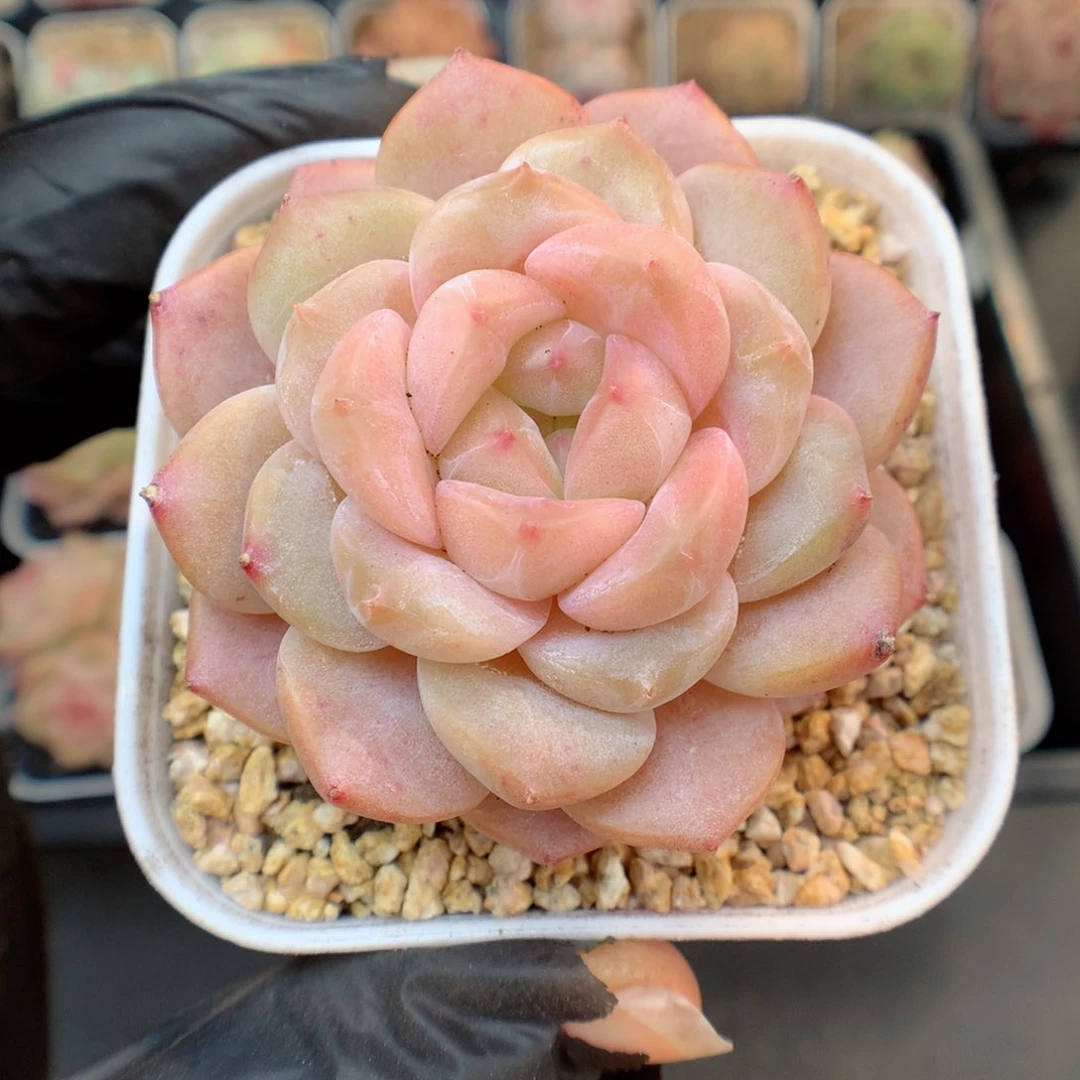 多肉植物。 糖心30