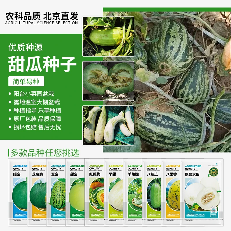 【农科院推荐】甜瓜种子四季蔬菜种子阳台小菜园盆栽简单易种