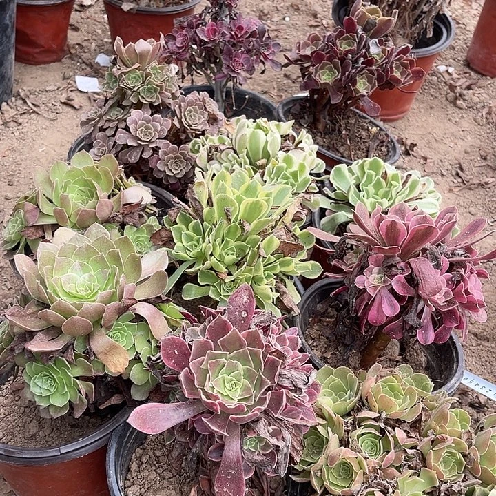 11棵玫瑰玫瑰玫瑰玫瑰