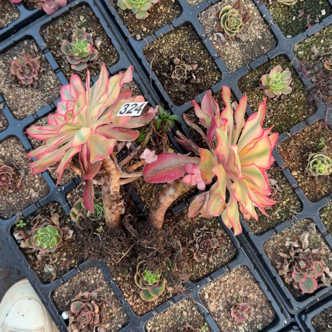 324多肉植物爱丽丝2颗一组有砍特价