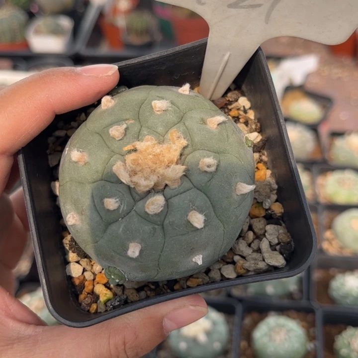 B***k121实生皮实好养好活