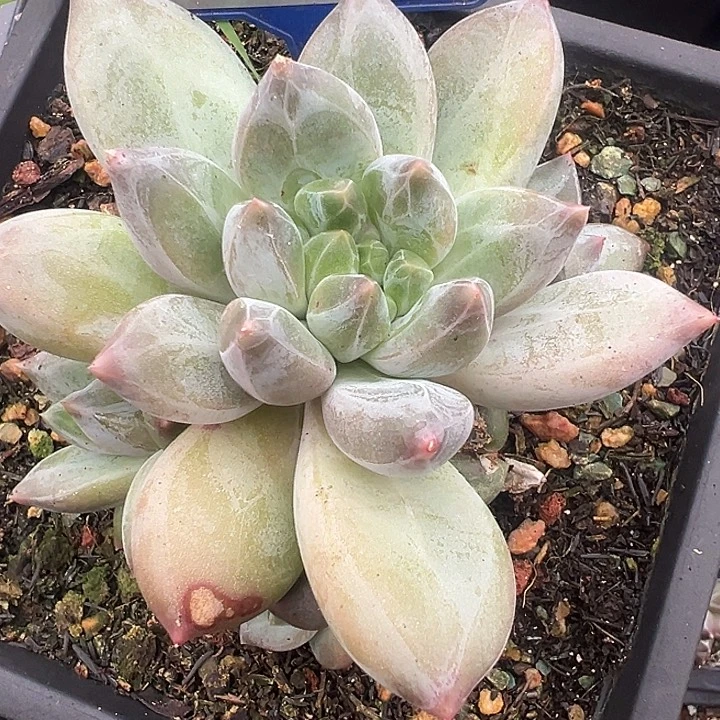 重楼一物一拍167.