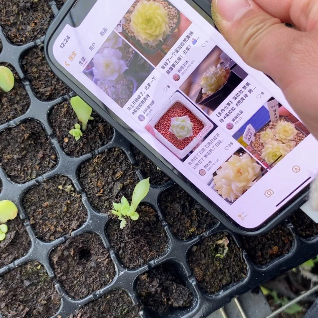 穴盘赞美诗芽苗一个多肉