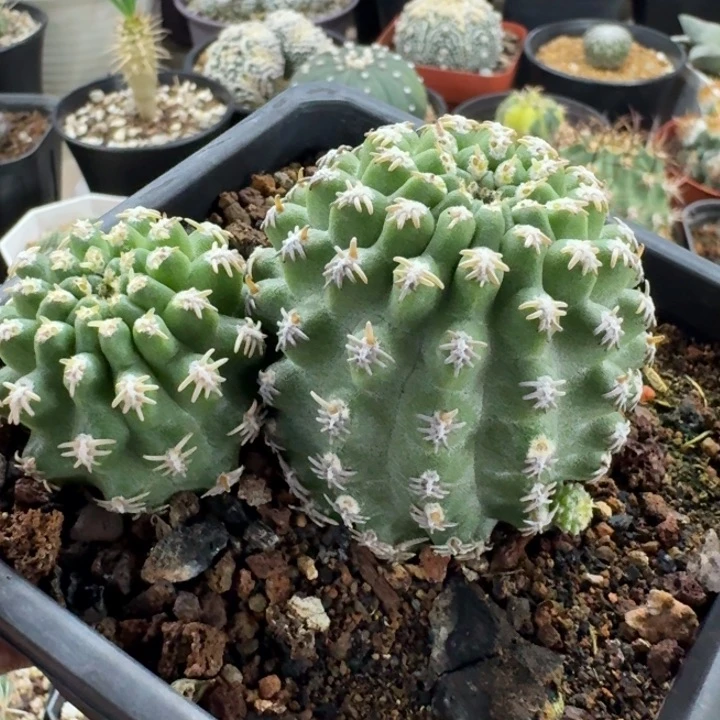 短豪刺七巧柱群生仙人球