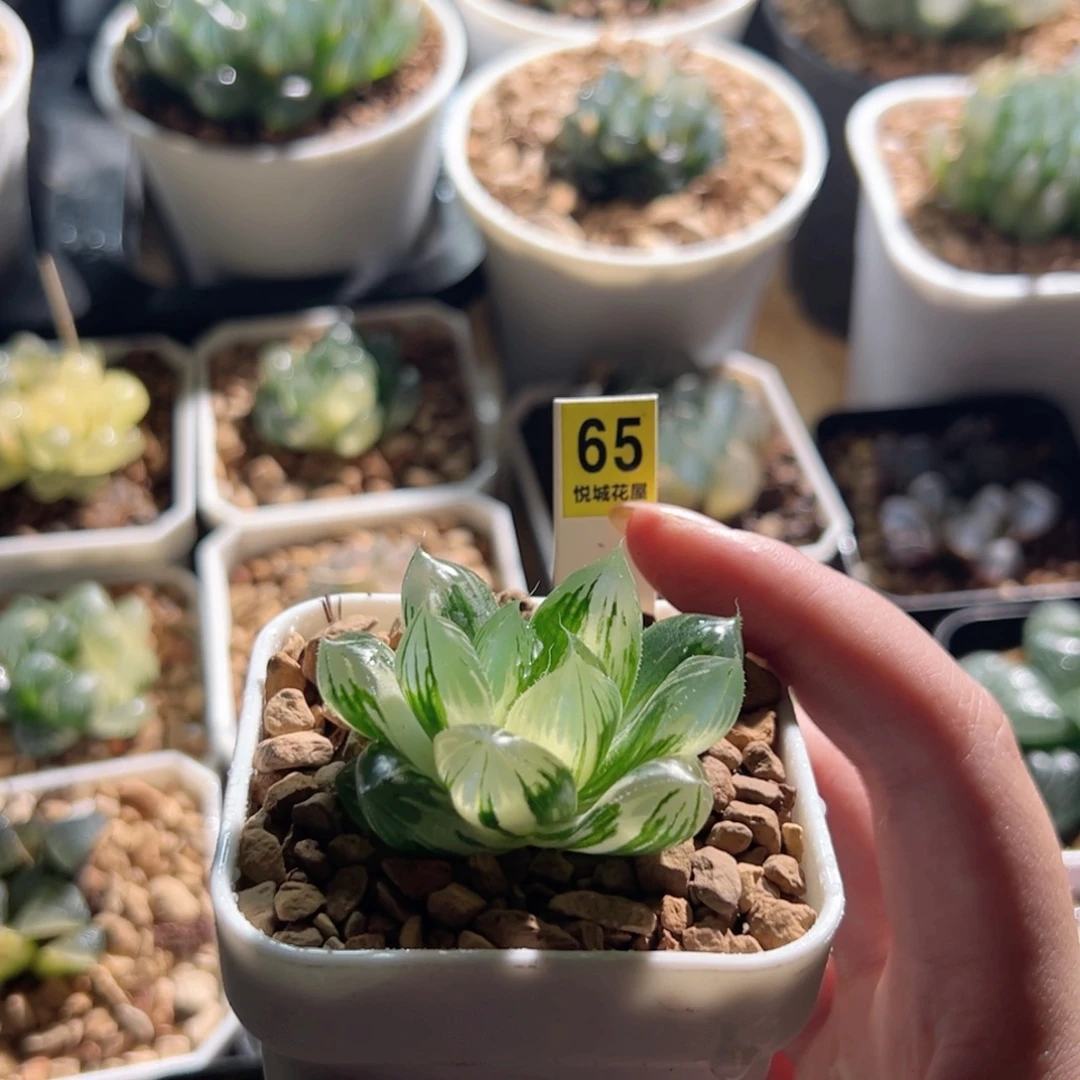 大窗实生玉露锦多肉植物